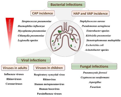 does mycoplasma survive autoclave|About Mycoplasma pneumoniae Infectio.